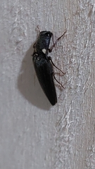 Pyrophorini