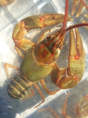 Barbicambarus simmonsi