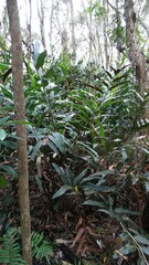 Acrostichum speciosum