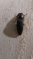 Pyrophorini