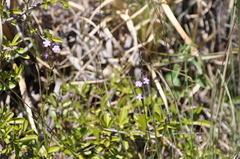 Verbena gracilescens