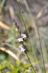 Verbena gracilescens