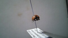 Coccinella