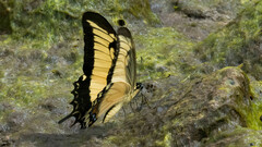 Heraclides androgeus