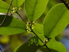 Salacia chinensis