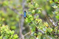 Elaphroptera