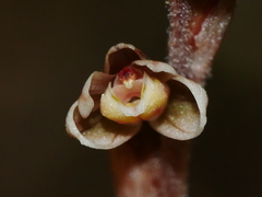 Danhatchia australis