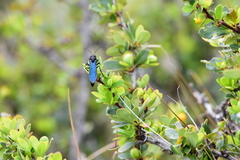 Elaphroptera