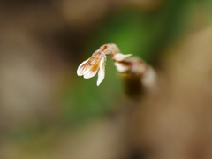 Danhatchia australis