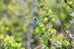 Elaphroptera
