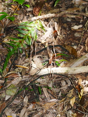 Danhatchia australis