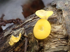 Dicephalospora rufocornea