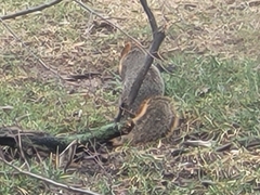 Sciurus niger