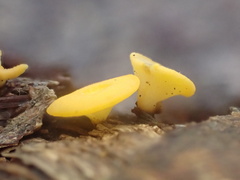 Dicephalospora rufocornea