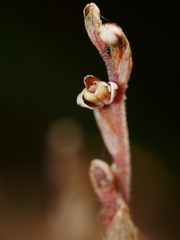 Danhatchia australis
