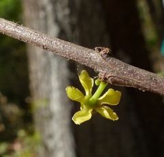 Salacia chinensis