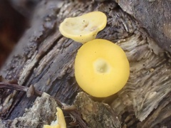 Dicephalospora rufocornea