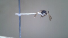 Hylaeus leptocephalus