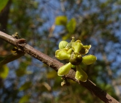Salacia chinensis