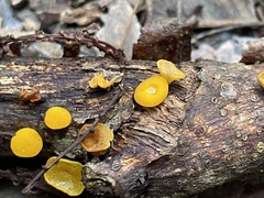 Dicephalospora rufocornea