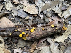 Dicephalospora rufocornea