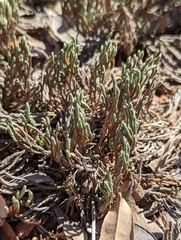 Selaginella corallina