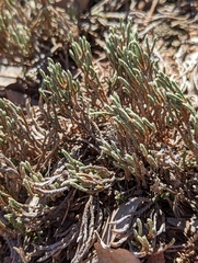 Selaginella corallina