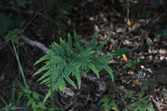 Adiantum formosum