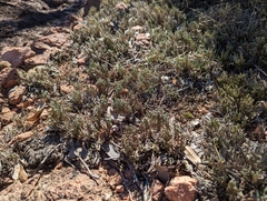 Selaginella corallina