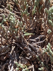 Selaginella corallina