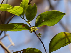 Salacia chinensis