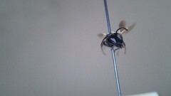 Hylaeus leptocephalus