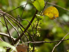 Salacia chinensis