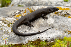 Egernia kingii
