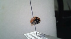 Coccinella