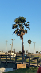 Washingtonia robusta