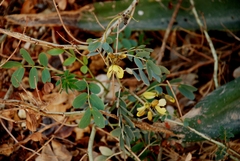 Senna italica