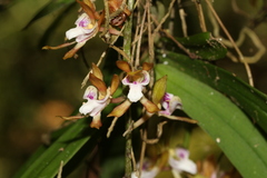 Sarcochilus australis