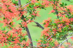 Sephanoides sephaniodes