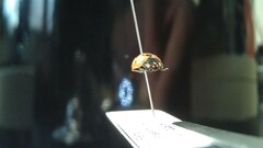 Coccinella