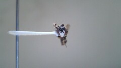 Hylaeus leptocephalus