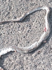 Masticophis mentovarius