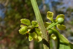 Salacia chinensis
