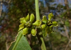 Salacia chinensis