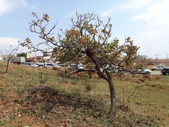 Hymenaea stigonocarpa