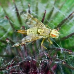 Terellia tussilaginis