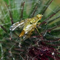 Terellia tussilaginis
