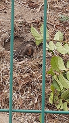 Cratogeomys merriami