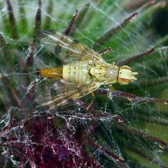 Terellia tussilaginis