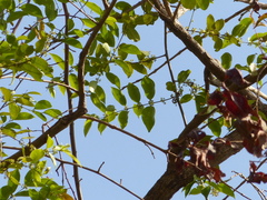 Salacia chinensis